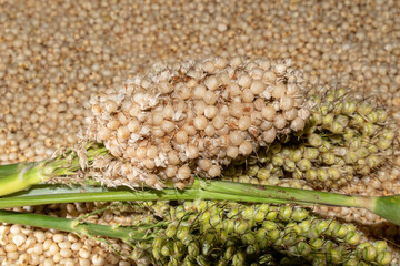 Jowar (Sorghum) arrange as background, Close up.