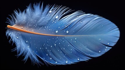 a close up of a blue feather with drops of water on it's feathers, with a black background.