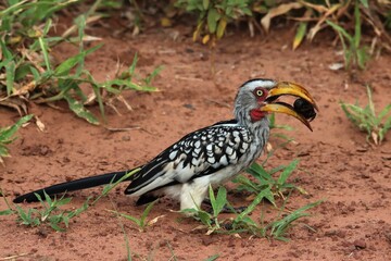 Fototapeta premium The southern yellow-billed hornbill is a medium-sized bird in southern Africa, recognized by its black and white plumage, distinctive yellow bill, and casque. It forages in savannas for insects.