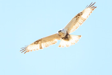 飛翔する美しいケアシノスリ（タカ科）。

日本国群馬県、利根川河川敷にて。
2024年3月3日撮影。

Beautiful Rough-legged Buzzard (Buteo lagopus, family comprising hawks) in flight.

At Tonegawa riverbed, Gunma, Japan,
photo by March 3, 2024.
