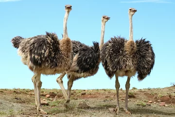 Deurstickers The ostrich is a large, flightless bird from Africa, known for its incredible speed, distinct plumage, and unique mating dance. © NguyenTh