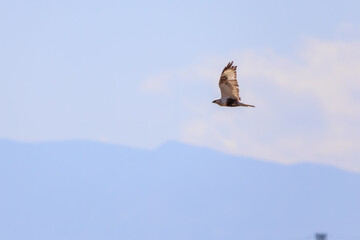 飛翔する美しいケアシノスリ（タカ科）。

日本国群馬県、利根川河川敷にて。
2024年3月3日撮影。

Beautiful Rough-legged Buzzard (Buteo lagopus, family comprising hawks) in flight.

At Tonegawa riverbed, Gunma, Japan,
photo by March 3, 2024.
