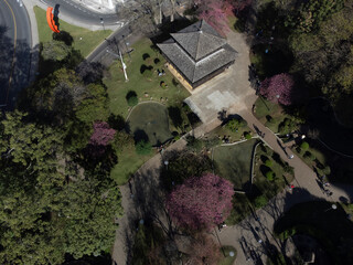 Cherry blossoms in the Japanese square in Curitiba.