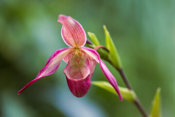 Beautiful colorful Orchid flower. Photo with nice bokeh