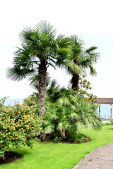 Fototapeta premium palm tree on the lawn on a hot summer day