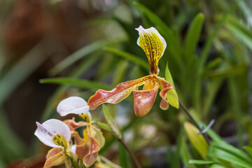 Beautiful colorful Orchid flower. Photo with nice bokeh