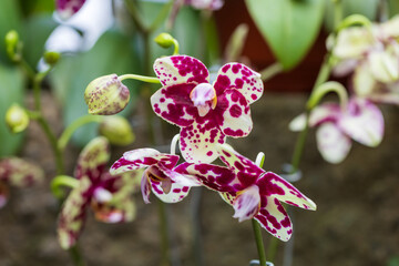 Beautiful colorful Orchid flower. Photo with nice bokeh