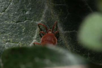 Exciting shot of a red velvet mite with macro lens by Laowa in the wild nature (Austria/Europe) in spring. Very nice velvet red colors.
