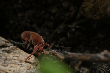 Exciting shot of a red velvet mite with macro lens by Laowa in the wild nature (Austria/Europe) in spring. Very nice velvet red colors.