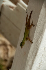 Anoles holding onto the side of a white post in the Dominican Republic