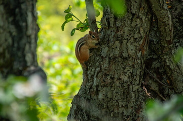 A Chipmunk holding onto the side of an apple tree trunk in the summer