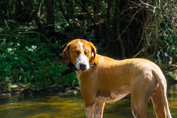 Brown mixed breed dog enjoying riverside sun