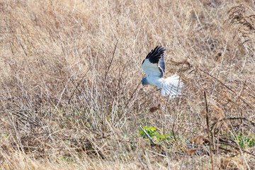 狩りのために葦原に飛び込む美しいハイイロチュウヒ（タカ目）。

日本国群馬県、利根川河川敷にて。
2024年3月3日撮影。

A beautiful Northern harrier (Circus cyaneus, family comprising hawks) dives into a reed bed to hunt.

At Tonegawa riverbed, Gunma, Japan