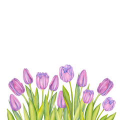 Tulip border, floral frame. Spring flowers.
 Watercolor illustration. Easter card, wedding invitation, blog decoration. Pink flowers.