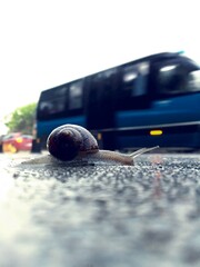 Snail moving on the asphalt road in rainy day, there is moving minibus blurred behind, urban animals life, selective focus, (not ai)