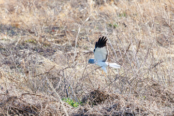 葦原から飛び出す美しいハイイロチュウヒ（タカ目）。

日本国群馬県、利根川河川敷にて。
2024年3月3日撮影。

A beautiful Northern harrier (Circus cyaneus, family comprising hawks) flying out of a reed bed.

At Tonegawa riverbed, Gunma, Japan,
photo by