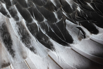 gray feather pigeon macro photo. texture or background