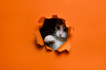 Portrait of cute cat breaking through hole in orange paper background