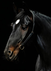 portrait of a black horse.  horse portrait. portrait of a black horse 
