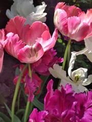 Obraz premium Close-up of open tulips with white, pink and purple petals on a sunny day