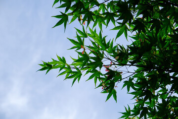 日本楓の美しい若葉