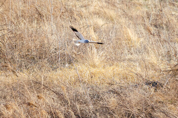 狩りのために飛翔する美しいハイイロチュウヒ（タカ科）。

日本国群馬県、利根川河川敷にて。
2024年3月3日撮影。

A beautiful Northern harrier (Circus cyaneus, family comprising hawks) in flight for hunting.

At Tonegawa riverbed, Gunma, Japan,
photo by 