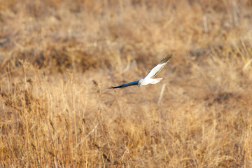 狩りのために飛翔する美しいハイイロチュウヒ（タカ科）。

日本国群馬県、利根川河川敷にて。
2024年3月3日撮影。

A beautiful Northern harrier (Circus cyaneus, family comprising hawks) in flight for hunting.

At Tonegawa riverbed, Gunma, Japan,
photo by 