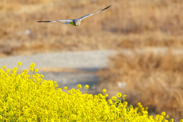 菜の花畑を飛翔する美しいハイイロチュウヒ（タカ科）。

日本国群馬県、利根川河川敷にて。
2024年3月3日撮影。

A beautiful Northern harrier (Circus cyaneus, family comprising hawks) flies over a field of rape blossoms.

At Tonegawa riverbed, Gunma, Jap