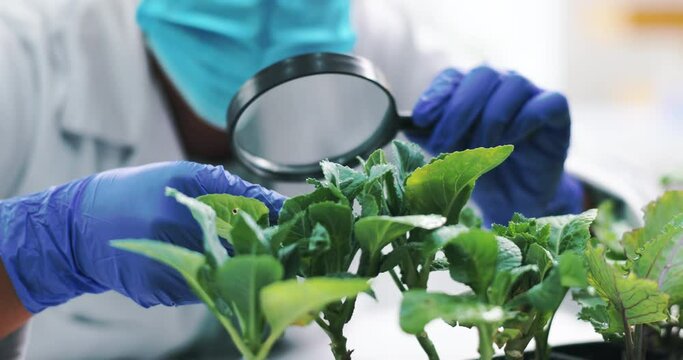 Closeup, science and magnifying with plants, research and ecology with soil or experiment with growth. Person, laboratory with medical or professional with agriculture or leafs with biotech or nature