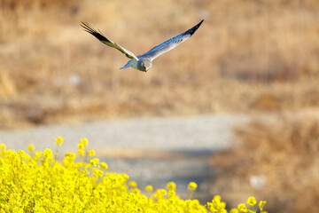 菜の花畑を飛翔する美しいハイイロチュウヒ（タカ科）。

日本国群馬県、利根川河川敷にて。
2024年3月3日撮影。

A beautiful Northern harrier (Circus cyaneus, family comprising hawks) flies over a field of rape blossoms.

At Tonegawa riverbed, Gunma, Jap