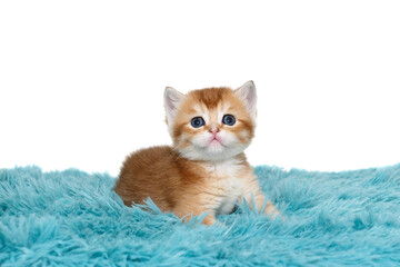 Scottish kitten with blue eyes, lies on a plaid.