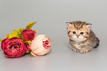 Small Scottish short-legged kitten and flowers