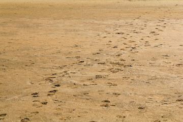 footprints in the sand beach of Rauðisandur, Iceland