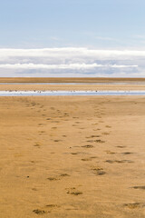 footprints in the sand beach of Rauðisandur, Iceland