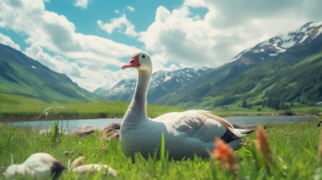 A goose having a photo shoot against the backdrop of a beautiful landscape
