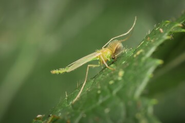Little mosquito Chironomidae on a leaf