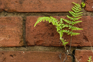 A simple green fern grows between the bricks on a wall. This is a closeup of the plant, its leaves,...