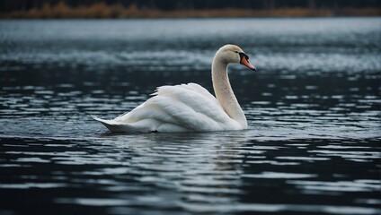 Fototapeta premium swan on the lake
