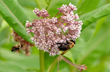 Common milkweed, Asclepias syriaca, is visited by bumblebees. This hardy native milkweed is a host plant for the monarch butterfly and provides nectar for bees, butterflies, and other pollinators. - obrazy, fototapety, plakaty