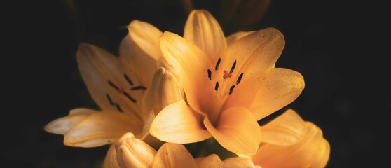 tulip flower - obrazy, fototapety, plakaty
