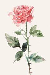 Minimalist Elegance. Watercolor Blush Pink Garden Rose, Delicately Rendered with Simple, Basic Watercolor Techniques.