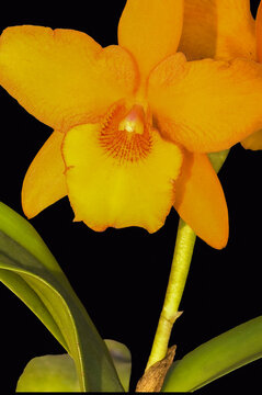 A close-up image of a stunning deep yellow Cattleya on a black background. Cattleya Orchids are widely popular due to their numerous hybrid species and ease of cultivation.