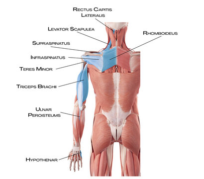 Deep Back Arm Line DBAL - rhomboideus, rectus capitis lateralis, levator scapulea, supraspinatus, infraspinatus, teres major, triceps brachii, ulnar peroisteum, hypothenar
