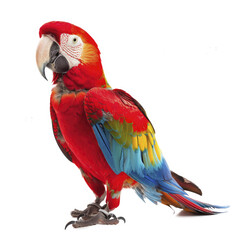 Parrot  White Background , Isolated Transparent Background Images