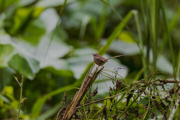 Hill Prinia (Prinia superciliaris) at Namdapha National Park, Arunachal Pradesh, India.