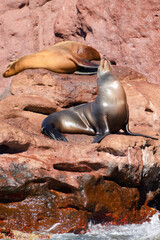 Sea Lions On Rock