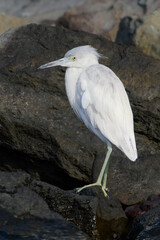 Snowy Egret Purched On Rock