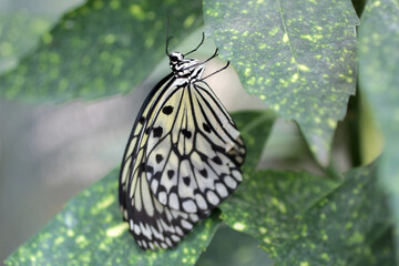 Un papillon aux ailes tachetées