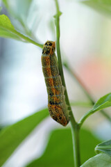 une chenille sur la brindille
