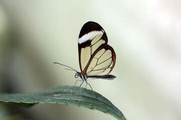 un petit papillon posé sur la feuille